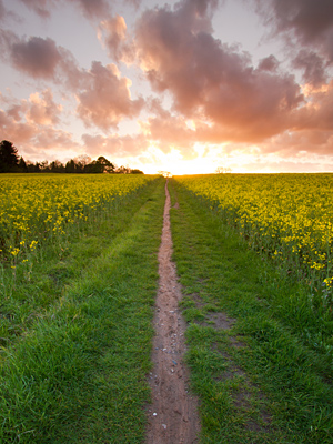stock-photo-portrait-wide-angle-view-of-path-leading-through-an-oilseed-rape-field-at-sunset-149882372